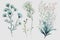 About Watercolor Gypsophila Babys Breath Flower Floral Clipart, Isolated on White Background.