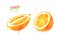 Watercolor half of Kumquat fruit