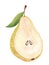 Watercolor half pear with seeds isolated on white