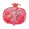 Watercolor half pomegranate