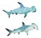 Watercolor hand dawn hammerhead shark, tropical dangerous fish, sea ocean underwater wildlife, natural endagered species