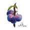 Watercolor hand drawn botanical illustration with three juicy blue plums.