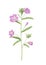 Watercolor hand drawn botanical illustration with willowherb epilobium fireweed flower, wild meadow plant isolated on white back