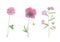 Watercolor hand drawn botanical set illustration with wild field or meadow pink flowers willowherb epilobium fireweed, poppy and