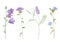 Watercolor hand drawn botanical set illustration with wild field or meadow purple flowers brown knapweed, chicory, vicia cracca or