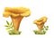 Watercolor hand-drawn chanterelles with grass isolated on white. Yellow and orange image of wild forest mushrooms on