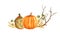 Watercolor hand drawn composition illustration of orange yellow butternut pumpkins, wood forest leaves and brown