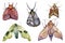 Watercolor hand drawn different exotic butterflies and moths set isolated on white background. Perfect for you unique