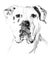 Watercolor hand drawn dog American Bulldog