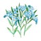 Watercolor hand drawn forget-me-not Myosotis flower illustration. Three twigs with many shallow blue flowers