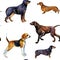 Watercolor hand drawn hunting dog breeds set.