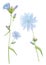 Watercolor hand drawn illustration with blue meadow flower of Chicory