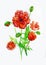 Watercolor hand drawn illustration of a bouquet of poppies on a white background.element