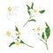Watercolor hand drawn illustration of citrus lemons flowers with leaves. Elegant floral composition with white bloom