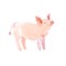 Watercolor hand drawn illustration of cute pigs.