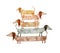 Watercolor hand drawn illustration with dachshund dogs standing on top of each other. Dogs set in a row isolated on