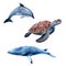 Watercolor hand drawn illustration dolphin, sea turtle, minke whale.