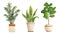 Watercolor hand drawn illustration elements of areca parlor palm sanseviera snake plant fiddle leaf tree ficus. Pot