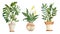 Watercolor hand drawn illustration elements of monstera peace lily Spathiphyllum zz plant Zamioculcas. Pot beige terra