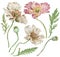 Watercolor hand-drawn illustration of Iceland pink and white poppies flowers and green leaves. Beautiful florals