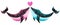 Watercolor hand drawn illustration of kissing pair of whales two colored pink and blue as boy and girl and heart.