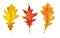 Watercolor hand drawn illustration of red orange yellow fall autumn leaves. Leaf of oak grapes vine trees, forest wood
