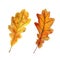 Watercolor hand drawn illustration of red orange yellow fall autumn leaves. Leaf of oak grapes vine trees, forest wood