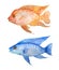 Watercolor hand drawn illustration of red texas and electric blue cichlid fresh water fish. Acquarium fish tank animal pet.