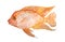 Watercolor hand drawn illustration of red texas orange cichlid fresh water fish. Acquarium fish tank animal pet