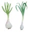 Watercolor hand drawn illustration set of natural organic garlic. Green fresh young garlic with stems and leaves. Spring