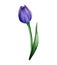 Watercolor hand drawn illustration of violet tulip flower. Delicate botanical artwork for trendy design