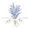 Watercolor hand drawn lavender logo. Provence bouquet with lavender. Natural retro product emblem.