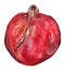 Watercolor hand drawn pomegranate sweet fruit isolated