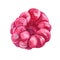 Watercolor hand-drawn raspberries isolated. Summer red plant berry. Sweet freshness dessert food. Art object for menu