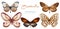Watercolor hand drawn set with illustration of exotic butterflies, moths isolated on white background. Collection
