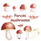 Watercolor hand drawn set of small and big porcini boletus edulis illustrations isolated on white background. Collection of edible