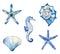 Watercolor hand-drawn set of starfish, seashells and seahorse. Ocean creatures collection. Blue illustration on white