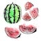 Watercolor Hand drawn set of watermelon. Vector sketch