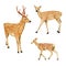 Watercolor hand drawn spotted deers family isolated on white background.
