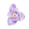Watercolor hand drawn spring flower purple crocus saffron isolated on white background