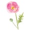 Watercolor hand drawn wild meadow pink poppy flower.