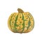 Watercolor hand drawn yellow and green pumpkin llustration.