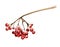 Watercolor hand painted branch of rowan tree. Isolated element on white background