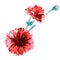 Watercolor hand painted carnations isolated