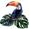 Watercolor hand painted colorful realistic illustration of toucan bird with monstera leaves. Bright tropical composition is