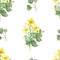 Watercolor hand painted floral herbal seamless pattern with yellow blossom celandine flowers and green eucalyptus leaves on branch
