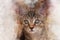 Watercolor hand painted illustration of brown kitten