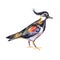 Watercolor hand painted lapwing bird for your creative space ,for books illustration or cards. Colorful image isolated