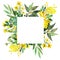 Watercolor hand painted meadow nature squared border frame with green eucalyptus leaves on branch, yellow acacia and buttercup bou