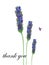 Watercolor hand painted nature floral composition with purple lavender blossom flowers on green stem and petal